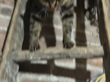 Silly cat, got stuck with both feet down at the same time, hahaha!