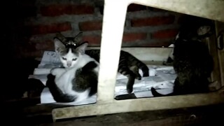 CEK KONDISI ANAK KUCING DIMALAM HARI - MEREKA BUTUH SELIMUT AGAR TIDAK KEDINGINAN