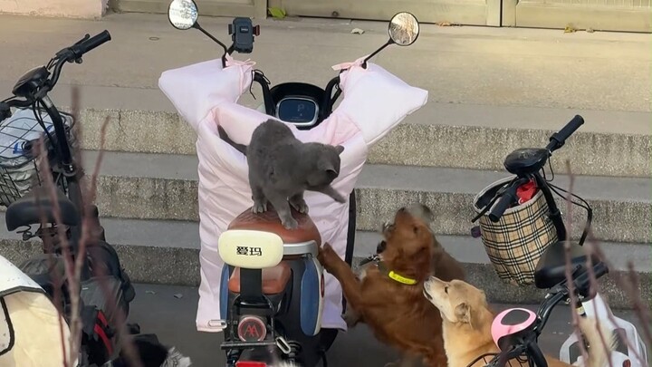 Hakimi thật bình tĩnh trước mọi tình huống