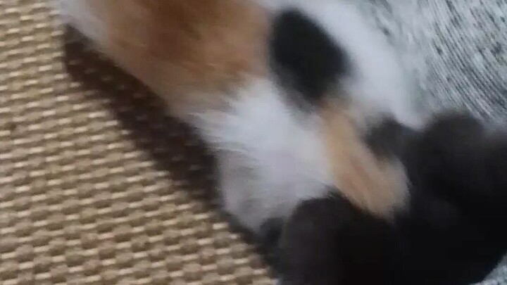 cat😼