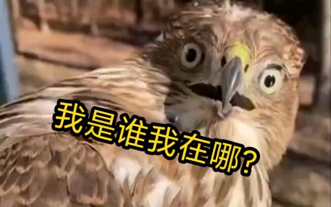 This eagle’s expression is so funny; I’m really afraid it’ll suddenly turn its head!