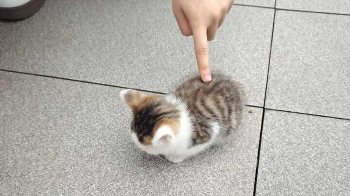 ‘🐱อย่ามาแกล้งฉันแบบนี้สิ’