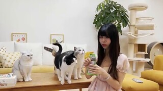 Kucing ini selalu membuat beberapa kata sandi lalu lintas yang memalukan...