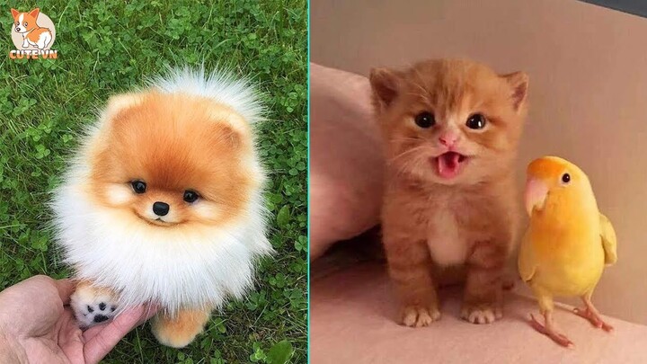 ♥TikTok Pets: Cute, Funny Animals