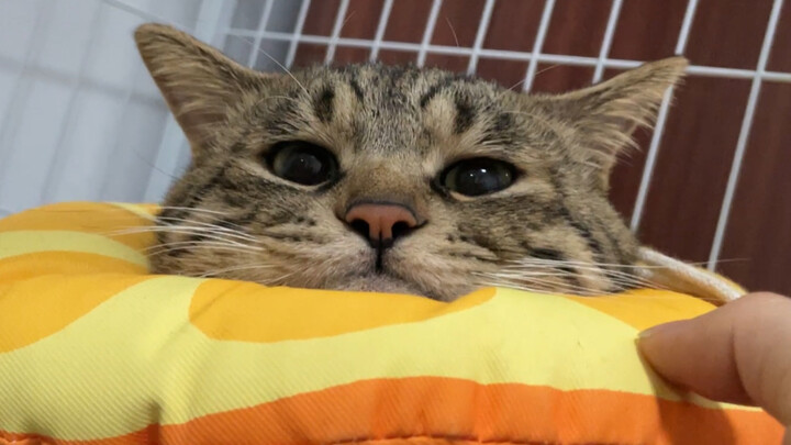 A little kitten with a pouty face instantly turns into a happy little sweetie whenever Mommy pets it