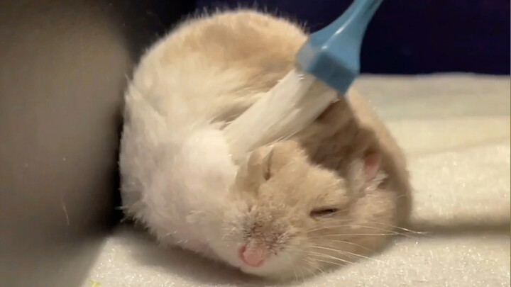 【هامستر】يحب تمشيط الفراء بشدة!