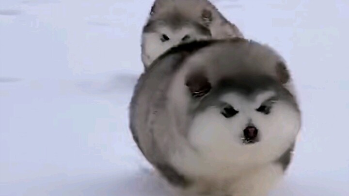 กลมปุ๊ก ตัวอ้วนๆ ฉันน่ารักแบบนี้แหละ