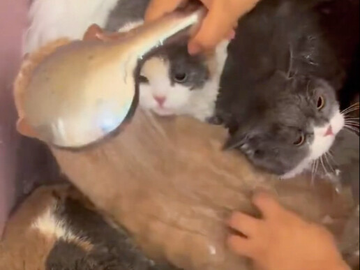 Cute cat takes a bath—but it’s in a public bathhouse!