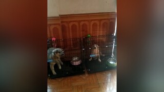 Hnay bận quá mấy e bị đói...yeucho yeuchomeo cún cúncon chó chómèo chócon chó_cưng chókhôn yeuchomeo cưng chócute pet dog dogsoftiktok