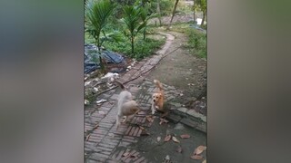 Ai nuôi cả chó và mèo sẽ hiểu...cunyeucuadua yeucho yeuchomeo cún cúncon chó chómèo chócon chókhôn yeuchomeo chócute pet dogsoftiktok