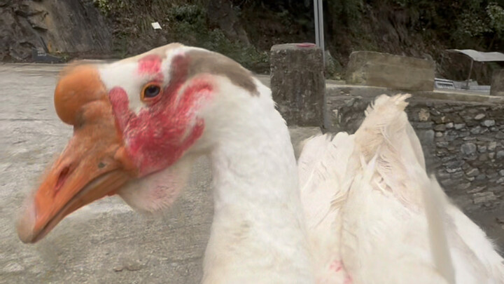 胃什么要跳下去🥺…我以后再也不打你了……😭