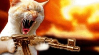 Happy cats? Funniest videos compilation