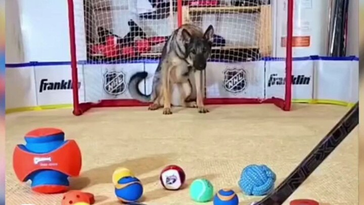 Anjing Gembala Jerman dengan Target yang Jelas