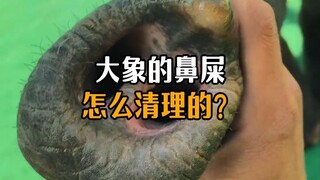 Elephants don't have hands—so how do they clean their boogers?