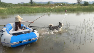 Buộc một miếng thịt lên que để Husky kéo thuyền