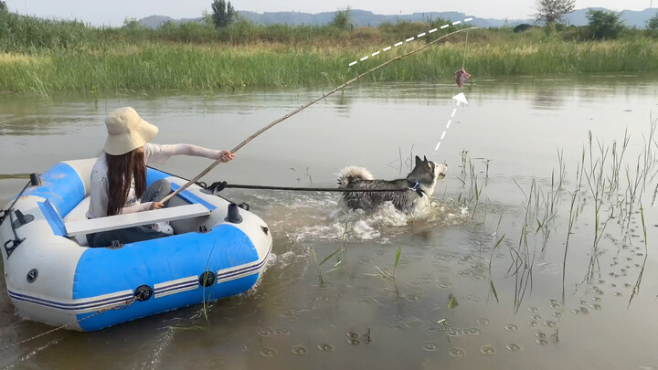 Tie a piece of meat on the stick and make Huskie tug the boat