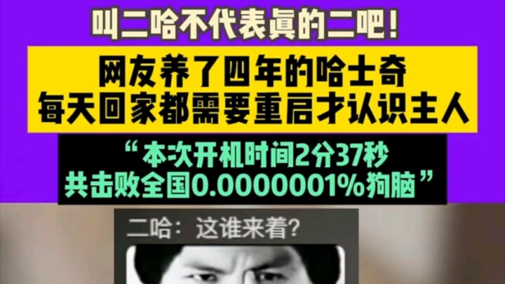 Gọi là “nhóc đần” đâu có nghĩa là thật sự đần đâu! Một netizen nuôi chó Husky đã bốn năm, mà mỗi ngà