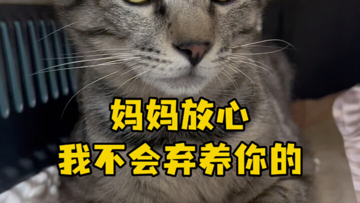 Sanchan: Don’t worry, Mom — I’d never abandon you! #TabbyCat #MeAndMyCat #TabbyCatAbandonsOwner