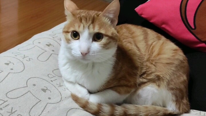 When a cat’s grooming is dubbed with sound, the whole feline is in trouble!