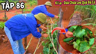 (Tập 86) Nông Nghiệp VIỆT NAM ở Châu Phi || Kỳ Lạ Dưa Leo Đã Có Quả - Hướng Dẫn Người Dân Bắc Dàn