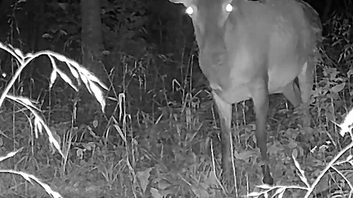 A wolf, a deer, and a moose family walk by