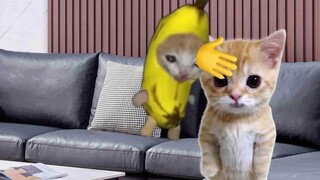 قطة الموز ضربت الدمية فغطت رأسها بالكامل، ومع ذلك قالت لها الدمية شكرًا.