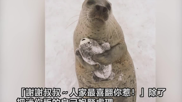 海豹收到了小海豹兴奋的拍拍圆滚滚的肚子