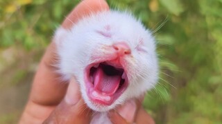 OMG So Cute Cats ♥ Best Funny Cat Videos 2020 #41