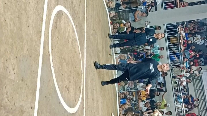 3cock derby first fight gold win arman Santos po nakalaban ntin dyan