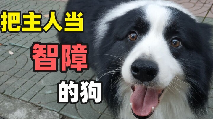 Orang pintar jangan sekali-kali memelihara Border Collie! Benar-benar