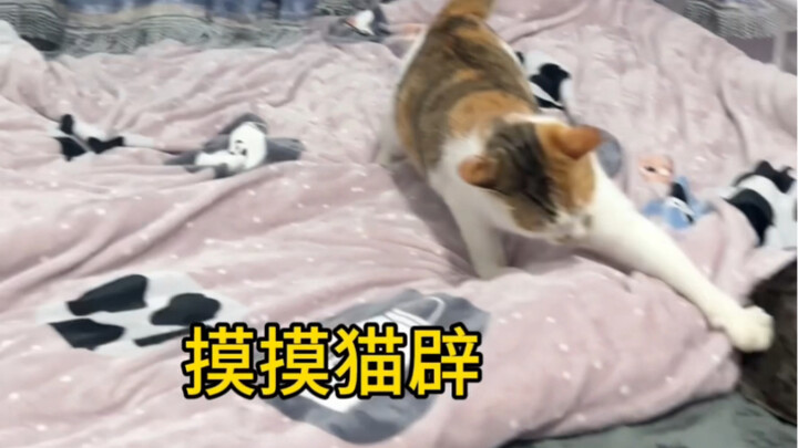 【หยางปู้ไป่】กำลังโหลดวิดีโอ รีบมาเช็คของขวัญด่วน!