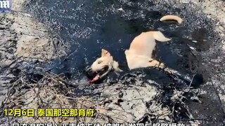 ช่วยเหลือสุนัขจรจัดตัวหนึ่งที่กำลังจะถูกยางมะตอยกลบฝัง