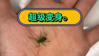 可能引人不适，请谨慎观看。