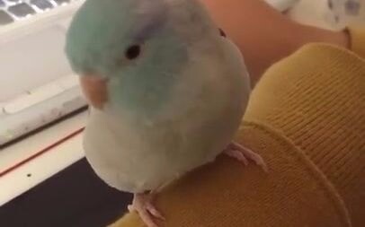 Cute Chirpy Chick ❤