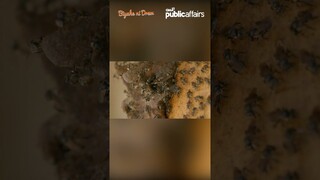Honey mula sa stingless bee?!  | Biyahe ni Drew