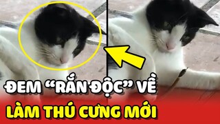 Sen HOẢNG LOẠN khi Hoàng Thượng đem RẮN CÓ ĐỘC về làm THÚ CƯNG 😂 | Yêu Lu