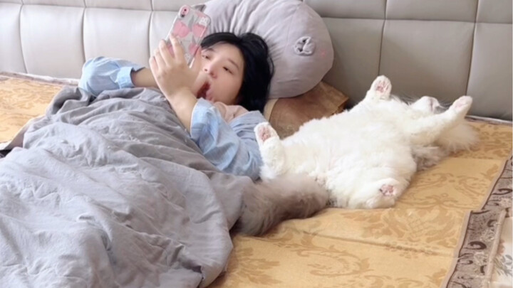 Mèo của bạn có ép bạn phải xem lúc nó nằm ngửa lăn lộn không?