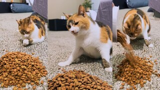Kucing yang goyang membuat orang senang dan sedih di saat yang bersamaan