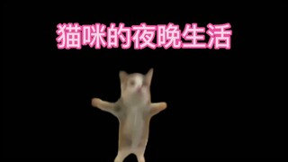 Cat's Night Life