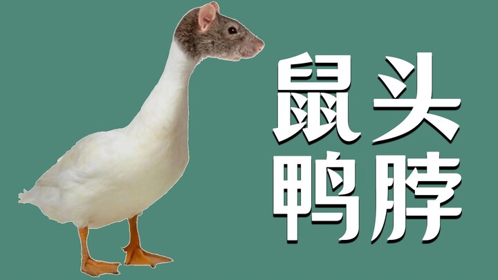 Một kiến thức phổ thông: Chuột, thực ra chính là vịt.