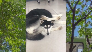 CUTE PET #น่ารัก&ตลก #5555+