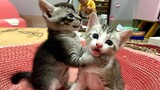 Wanna Feel Happy All Day Long Then Watch These Adorable Cats 🥰