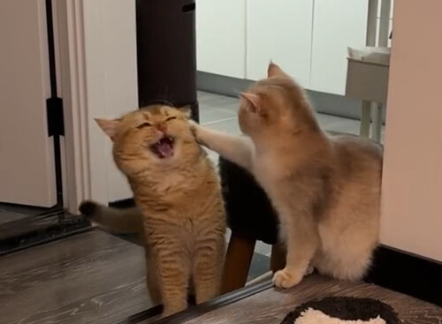 俩猫配种失败，难道是公猫不行？