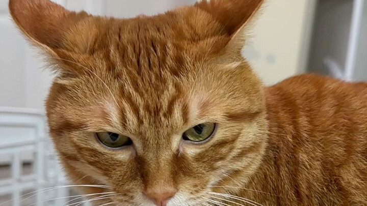 قلب البرتقالة السيئة أكثر كثافة من الشعر...