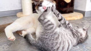 แมวตลก vs ลูกแมวน่ารัก พยายามอย่าหัวเราะ