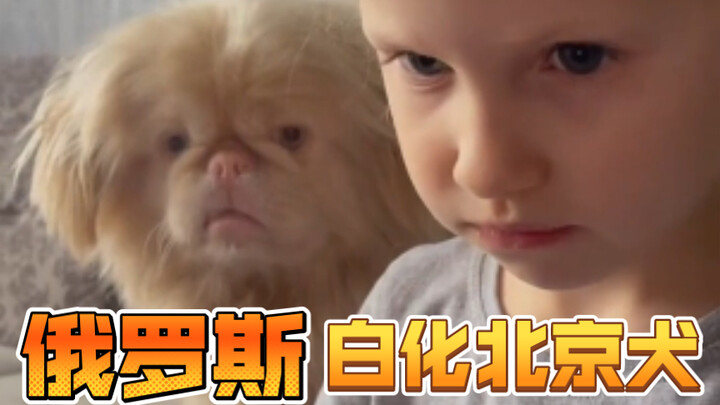 A white albino Pekingese from Russia wishes everyone a good appetite and a wonderful evening!