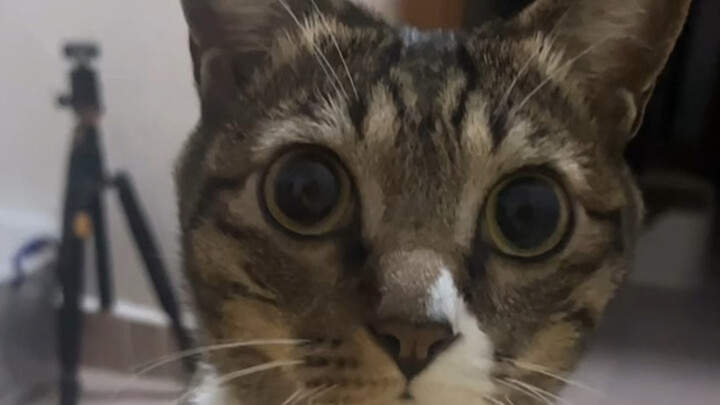Nó vẫn biết mình không có lý, nên nói nhỏ thôi (๐•̆·̭•̆๐)