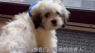 狗狗们被领养时的样子