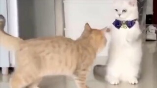 "Classic long hand versus short hand"