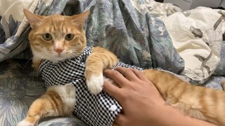 Sexy Maid Cat, Online Fan Favorite